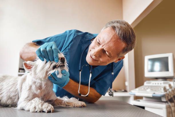 Best Emergency Treatment for Dental Infections or Abscesses in Haubstadt, IN